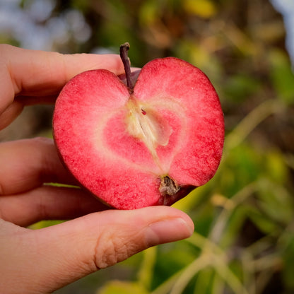 Red Wonder Apple