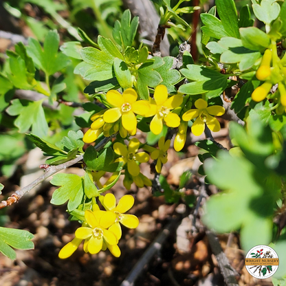 Golden Currant