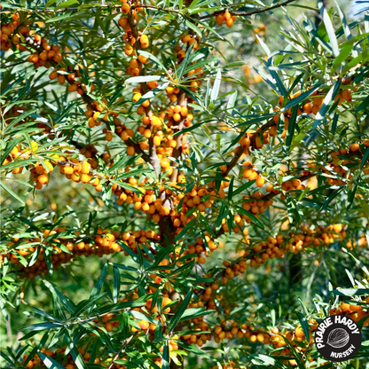 Klavdija Sea Buckthorn