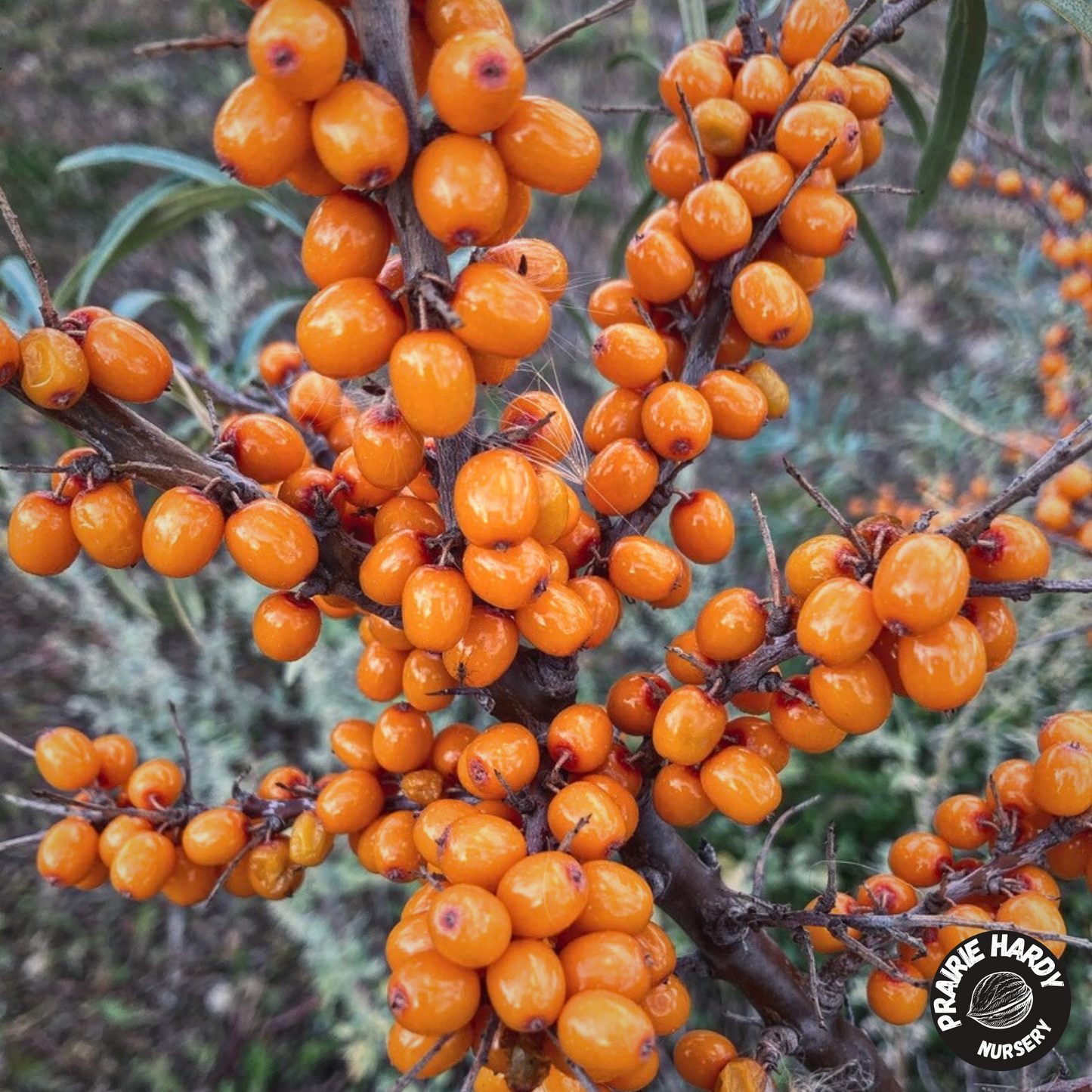 Chuyskaya Sea Buckthorn