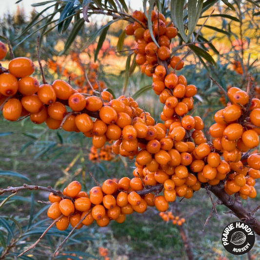 Harvest Moon Sea Buckthorn