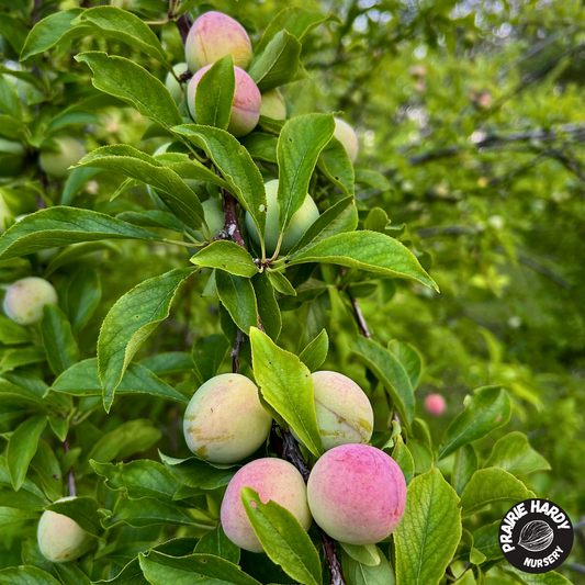 Seedling Plum