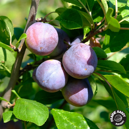 Rare and Heritage Plum Trees