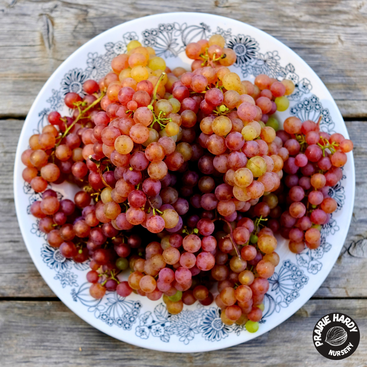 Somerset Grape