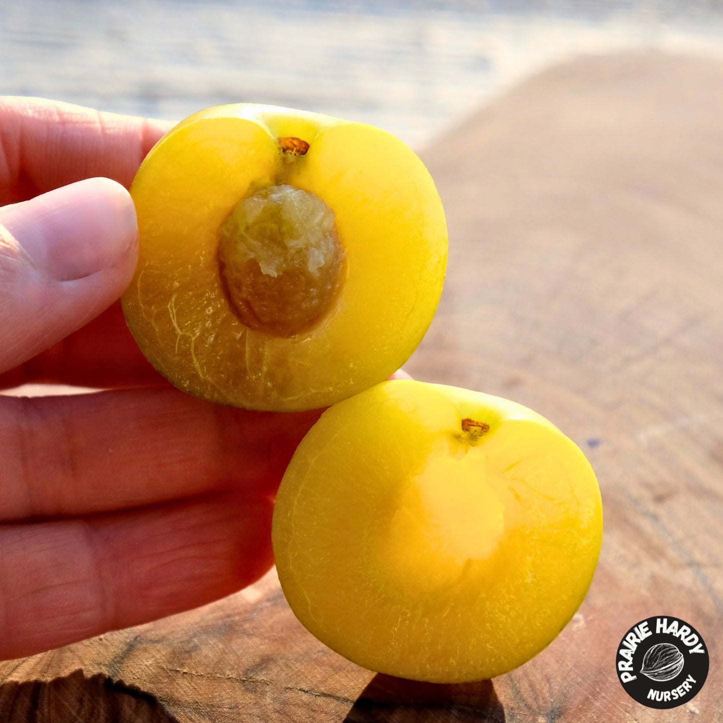 Sprout’s Sunshine Plum