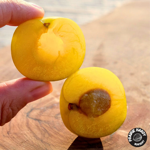 Sprout’s Sunshine Plum