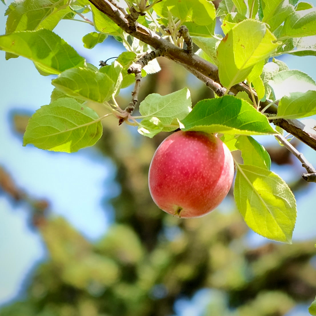 Summer Red Apple