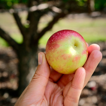 Summer Red Apple