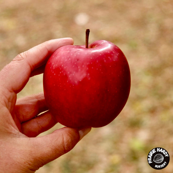 Summer Red Apple