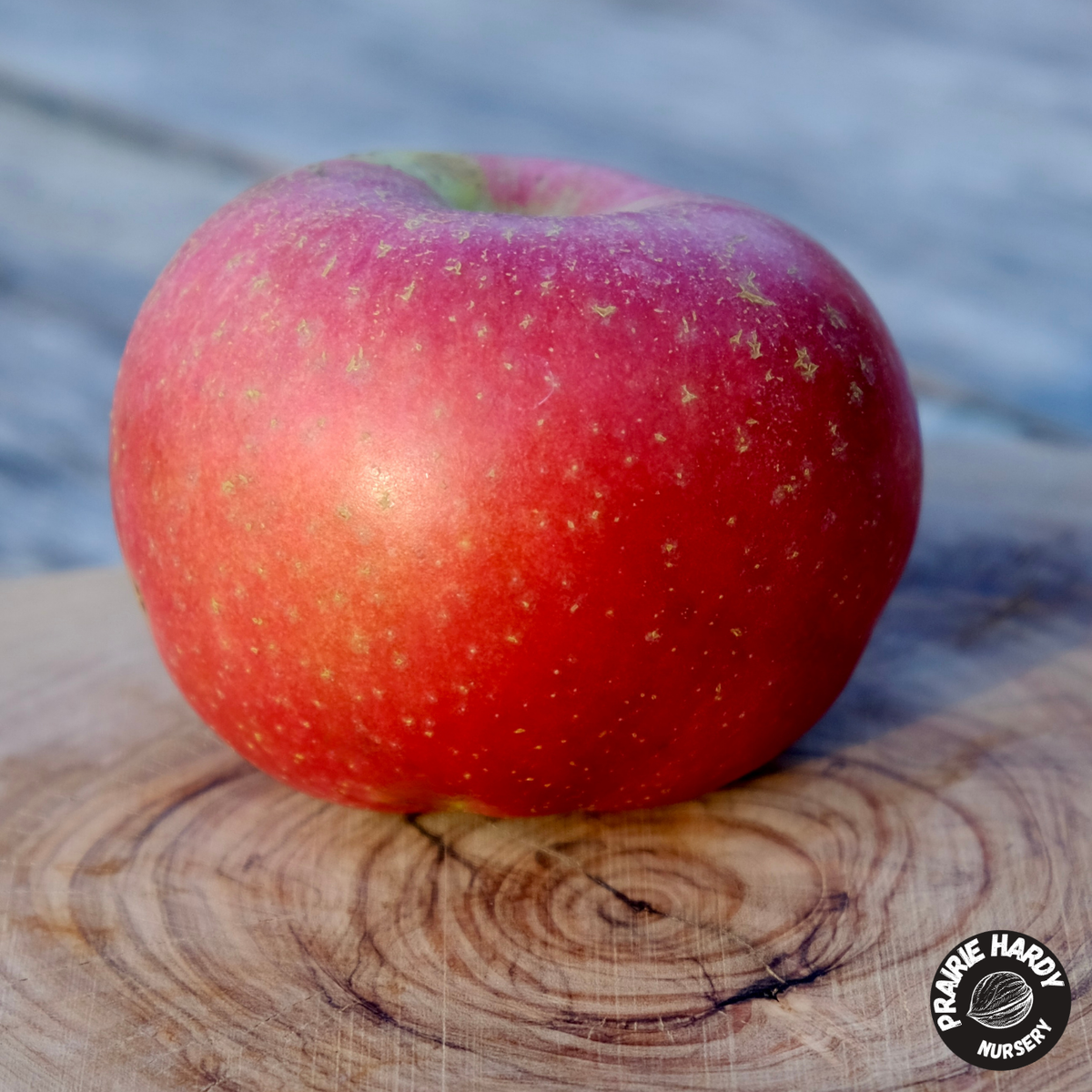 TreasuRed Apple