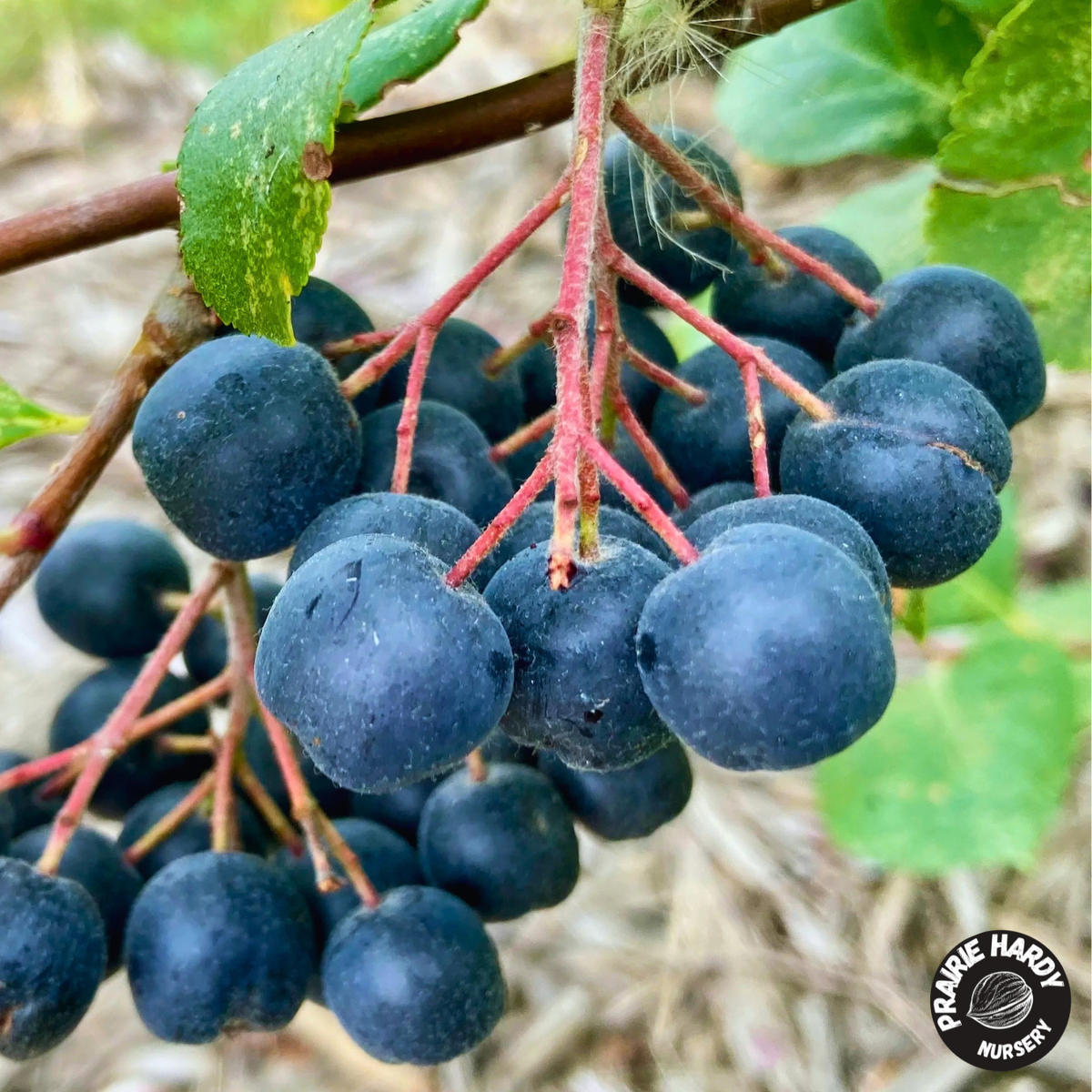 Viking Aronia Berry