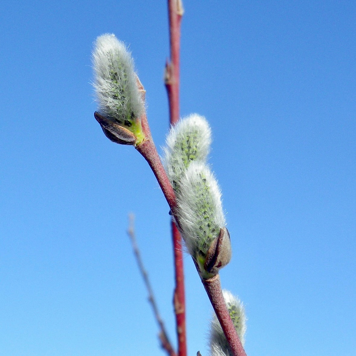 Pussy Willow