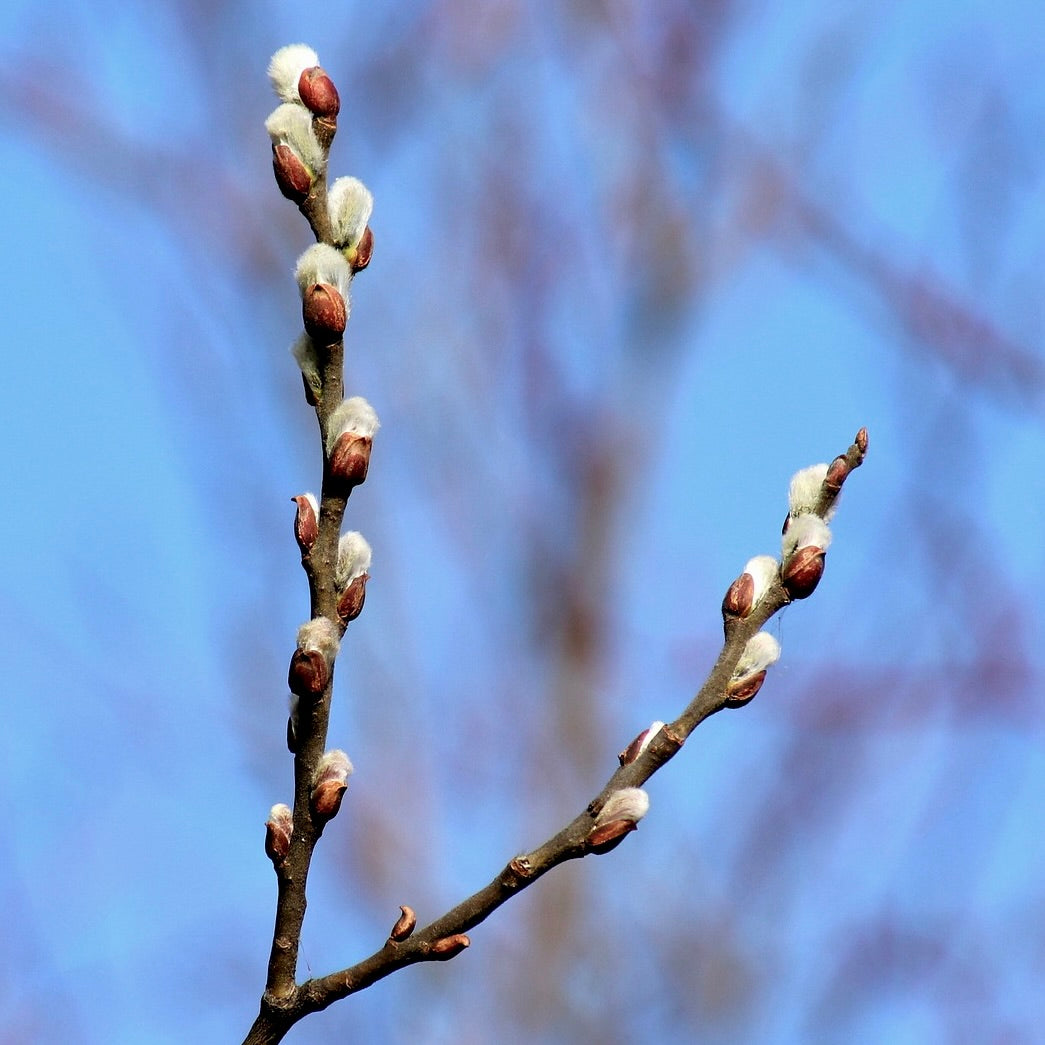 Pussy Willow